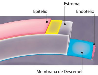 Córnea