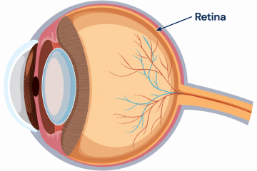 Leer noticia sobre:   25 de Septiembre 2026  
 Retina: la parte de tus ojos que hace posible que veas el mundo 